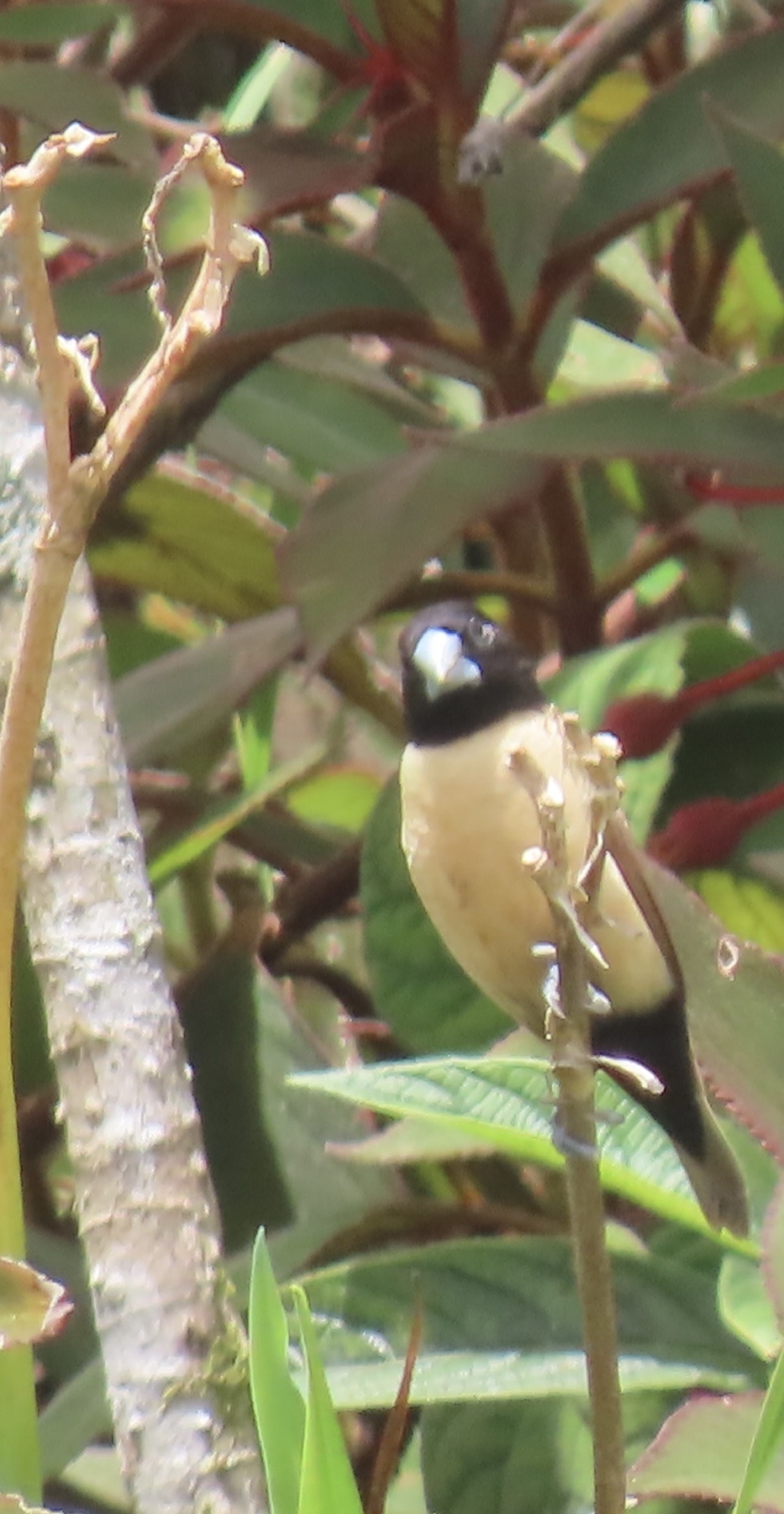 Hooded Mannikin (Lonchura spectabilis), photo 9