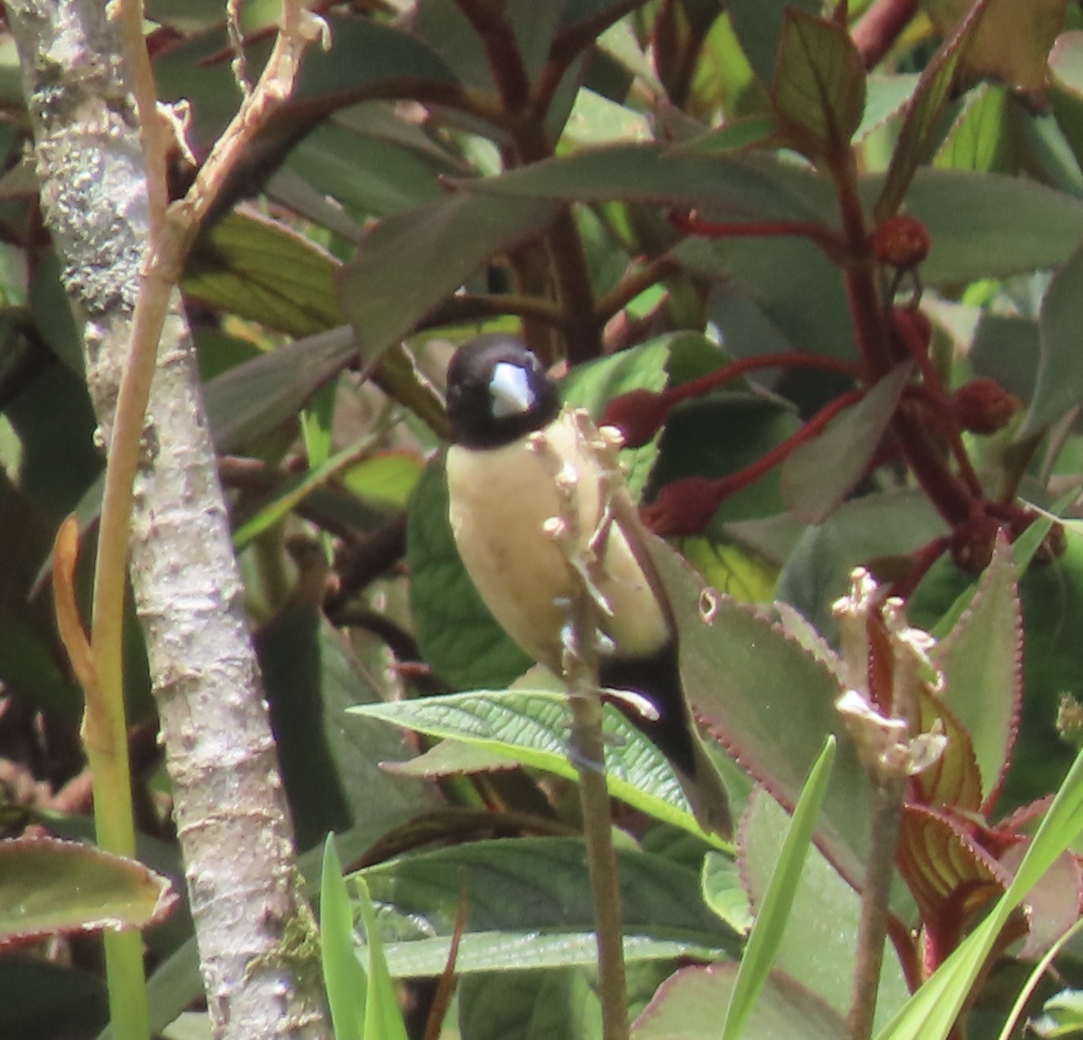 Hooded Mannikin (Lonchura spectabilis), photo 10
