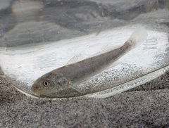 Menticirrhus
