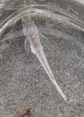 Menticirrhus