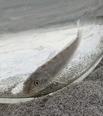 Menticirrhus