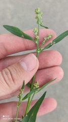 Atriplex oblongifolia