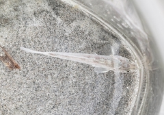 Menticirrhus