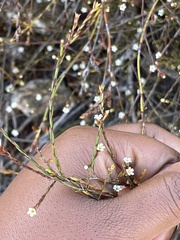 Coleonema juniperinum