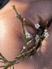 Coleonema juniperinum