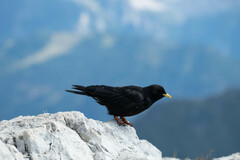 Pyrrhocorax graculus