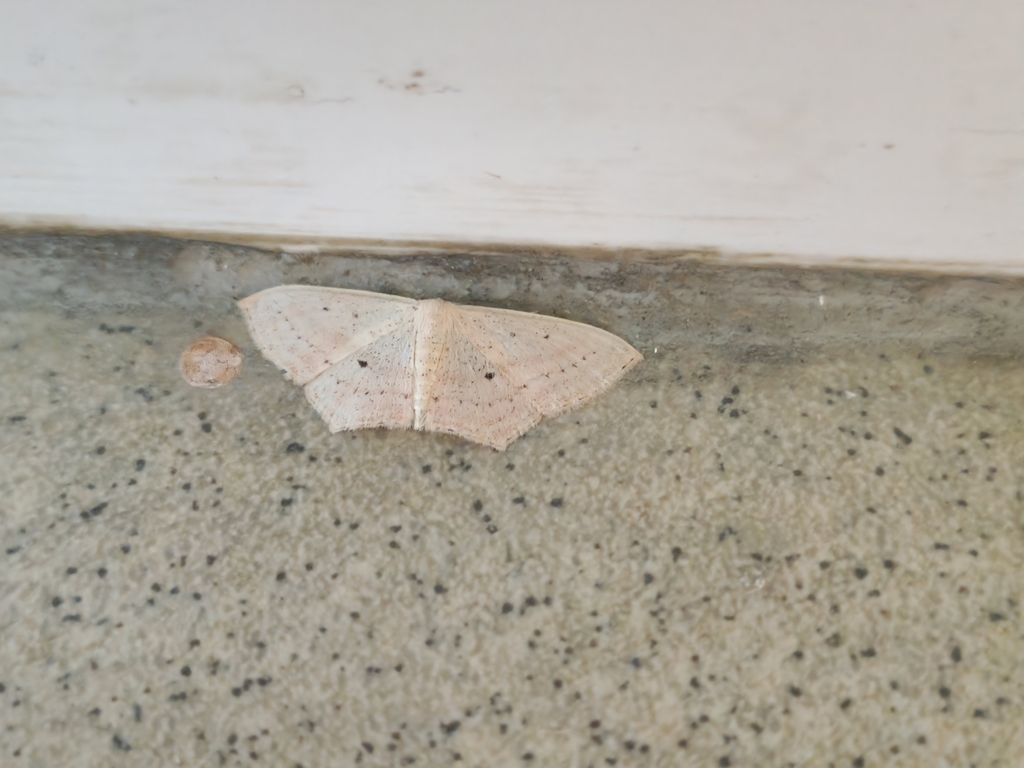 Scopula flaccidaria