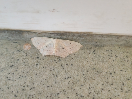 Scopula flaccidaria