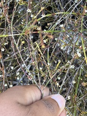 Coleonema juniperinum