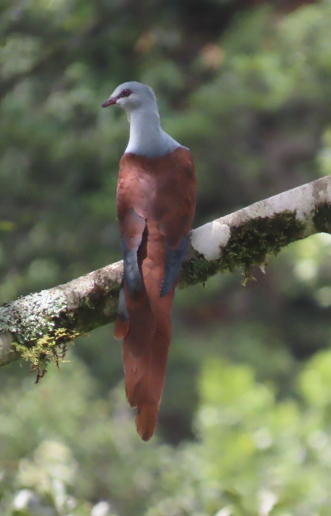 Great Cuckoo-Dove (Reinwardtoena reinwardti), photo 5