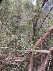 Coprosma quadrifida