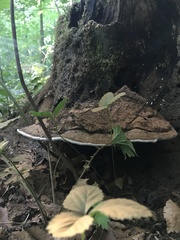 Ganoderma applanatum