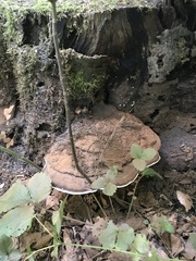 Ganoderma applanatum