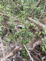 Coprosma quadrifida