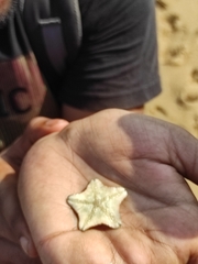 Aquilonastra