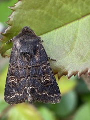 Tholera cespitis