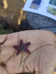 Aquilonastra