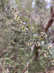 Coprosma quadrifida