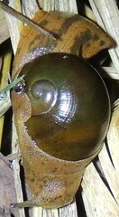 Megaustenia imperator