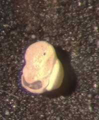 Cibicidoides variabilis
