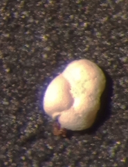 Cibicidoides variabilis