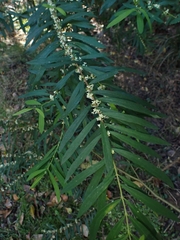Pimelea axiflora axiflora