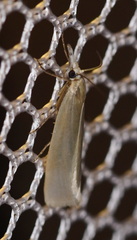 Crambus perlella