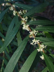 Pimelea axiflora axiflora