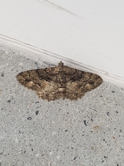 Peribatodes ilicaria