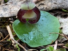 Corybas incurvus