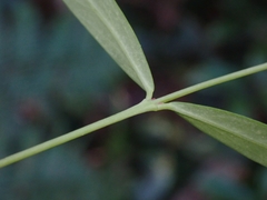 Pimelea axiflora axiflora