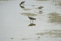 Calidris subminuta