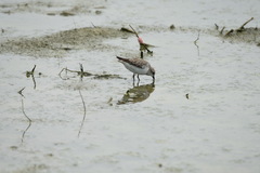 Calidris ruficollis