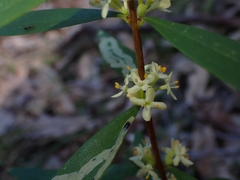 Pimelea axiflora axiflora