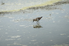 Calidris ruficollis