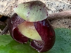 Corybas incurvus