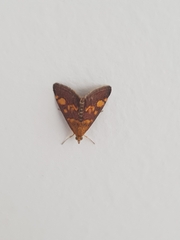 Pyrausta aurata