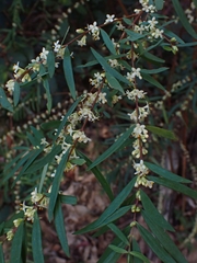 Pimelea axiflora axiflora