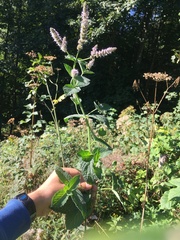 Mentha × rotundifolia