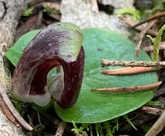 Corybas incurvus