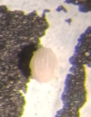 Oolina tasmanica
