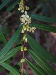 Pimelea axiflora axiflora