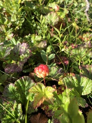 Rubus chamaemorus