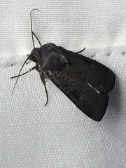 Euxoa velleripennis