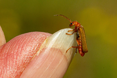 Cantharis