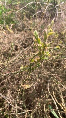 Sclerolaena muricata