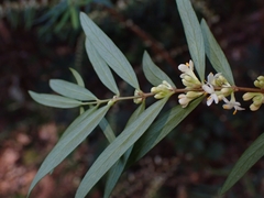 Pimelea axiflora axiflora