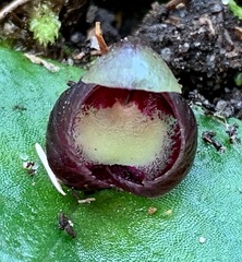 Corybas incurvus
