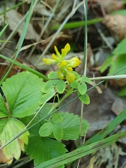 Trifolium aureum