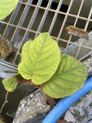 Actinidia